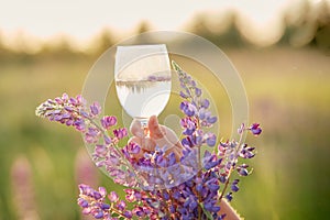 Woman holds a wine glass with purple lupinus in the meadow at sunset. Wellness and natural concept. Adaptogenic