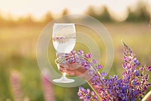 Woman holds a wine glass with purple lupinus at sunset in the meadow. Wellness and natural concept. Adaptogenic