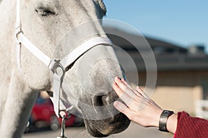 Woman and horse