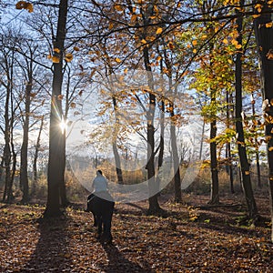 Woman on horse in autumnal beech forest near doorn in the nether