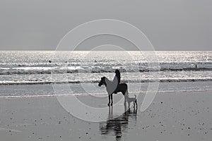 Woman on horse and dog on the beach