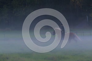 Woman horseback riding in evening dusk