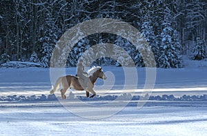 Woman horseback riding in winter in snow forest
