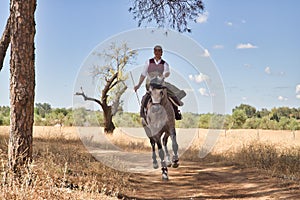 Woman horsewoman, young and beautiful, running at a trot with her horse, on a path with pine trees in the countryside. Concept