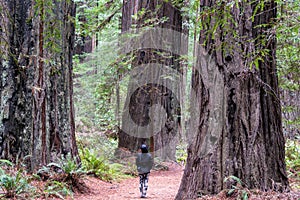 Woman in Humboldt Redwoods State Park