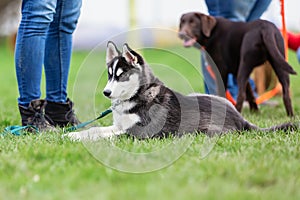 Woman with a husky puppy at the puppy school