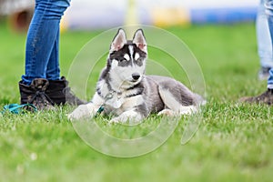 Woman with a husky puppy at the puppy school