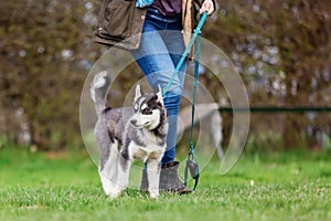 Woman with a husky puppy at the puppy school