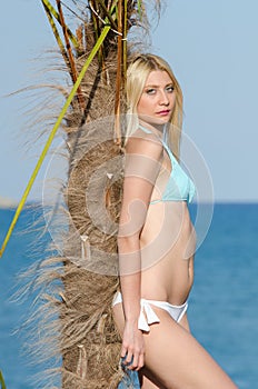 Woman with impressive body wear bikini leaning on a small palm tree