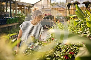 Woman Inside Greenhouse In Garden Centre Choosing And Buying Red Echinacea Plant