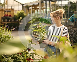 Woman Inside Greenhouse In Garden Centre Choosing And Buying Red Echinacea Plant