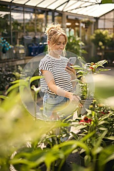 Woman Inside Greenhouse In Garden Centre Taking Picture Of Red Echinacea Plant On Mobile Phone