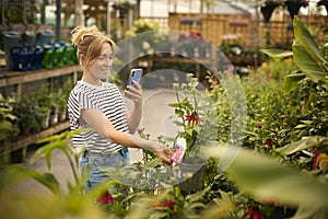 Woman Inside Greenhouse In Garden Centre Taking Picture Of Red Echinacea Plant On Mobile Phone