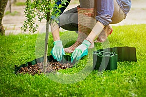 Woman install plastic lawn edging around the tree in garden