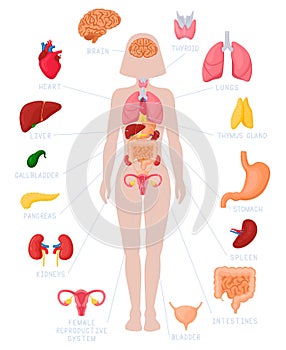 Woman internal organs infographic. Human body anatomy, lungs, kidneys, heart, brain, liver and female reproductive