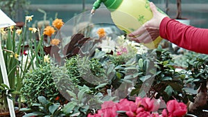 The woman irrigates flowers in the greenhouse