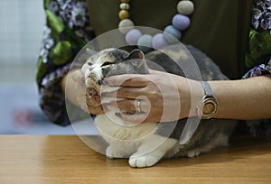 Woman judge hands estimating breed of pedigreed cat. Cat show