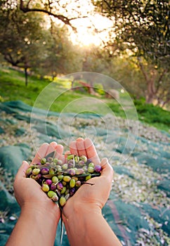 Woman keeps in her hands some of harvested fresh olives.