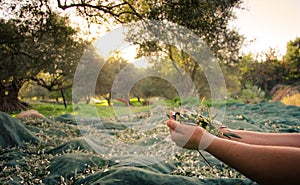 Woman keeps in her hands some of harvested fresh olives. photo
