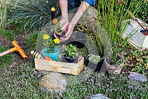 Woman keeps marigold tagete seedling in the palms and prepares plant it in the rockery photo