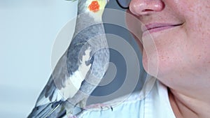 Woman kisses grey cockatiel sitting on shoulder and pecking