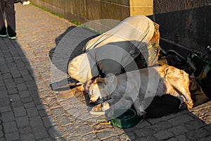 A woman kneels next to a sleeping dog and a puppy begging for alms from passers-by on the Charles Bridge in Prague