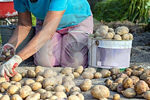 A woman kneels and puts potatoes in a bucket.