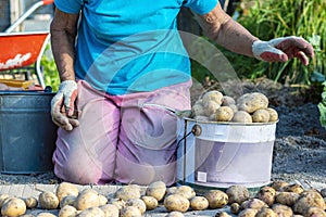 A woman kneels and puts potatoes in a bucket.