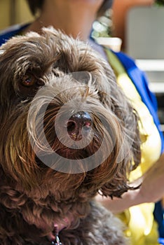 Woman Labradoodle sitting on lap