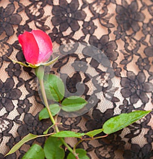 Woman in a lacy peignoir with pink rose