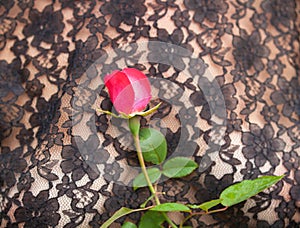 Woman in a lacy peignoir with pink rose