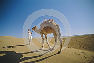 Woman leading camel across desert