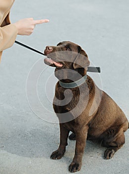 Woman lecturing her obedient loyal dog, shaking index finger over his head