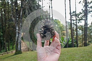 woman left hand holds dried pine cone in the green pine forest in the North of Thailand