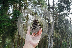 Woman left hand holds dried pine cone in the green pine forest in the North of Thailand
