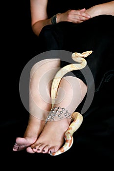 Woman leg with snake. Boa constrictor albino slithers on female foot and leg with jewelry. Snake crawls across black cover bed.