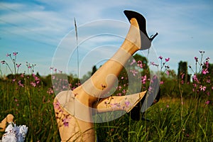 Woman legs in heels in the grass in summer. Relax and Single woman concept. Happiness and lifestyle concept.