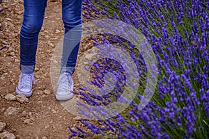 Woman legs near lavender flowers