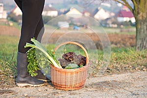 Woman legs and wicker basket full of vegetables on the ground