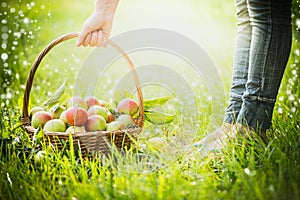 Woman lifts a basket with recently collected apples with grass, selected focus, blur, summer, spring, sun