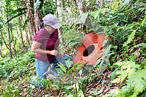 Woman looking at big Rafflesia keithii flower