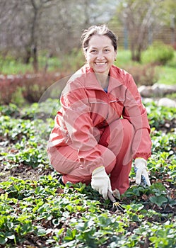 Woman loosen the strawberries in spring