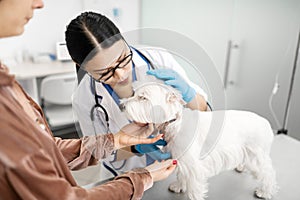 Woman loving pets bringing her white dog to professional vet