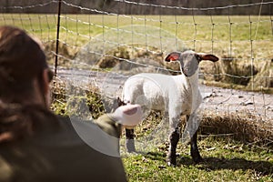 Woman luring a cute lamb, animal farming or petting farm