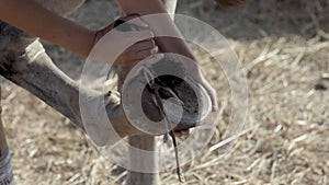 Woman maintains horse - scrapes out hoofs. Cleaning and picking of a horse hoof. Woman cleans horse hooves