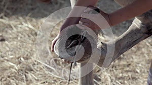 Woman maintains horse - scrapes out hoofs. Cleaning and picking of a horse hoof. Woman cleans horse hooves