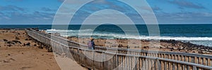 A woman make pictures from the Fur seals colony at Cape Cross at the skelett coast of Namibia, panorama