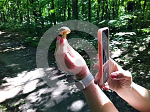 Woman making photo of the small mushroom in the hand by smartphone