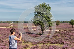 Woman making pictures of Dutch blooming purple heath
