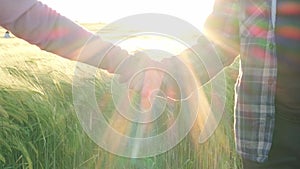 woman, man, farmers concludes contract for sale crop, handshake business deal, green growing ears of rye in golden rays of sun,